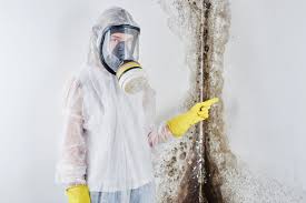 Professional Mold Removal in Castle Shannon, PA